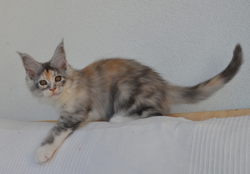12 Wochen - 12 weeks Winerau Chia