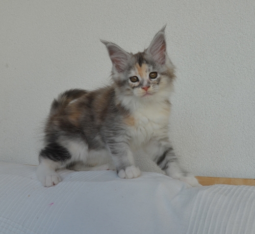 9 Wochen - 9 weeks Winerau Chia
