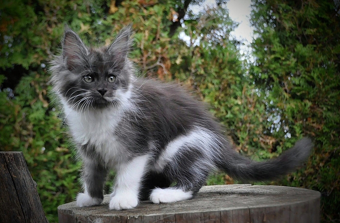 9 Wochen - 9 weeks Winerau Cora