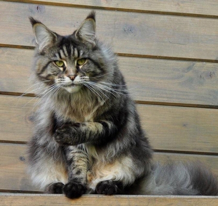 maine_coon_diamond