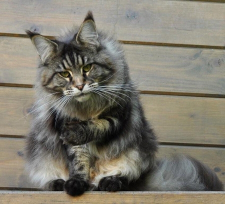 maine_coon_diamond