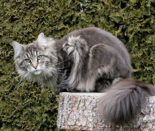 maine_coon_diamond