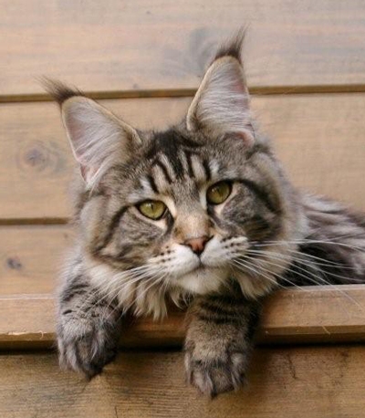 maine_coon_diamond