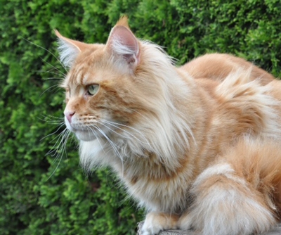 maine_coon_remember