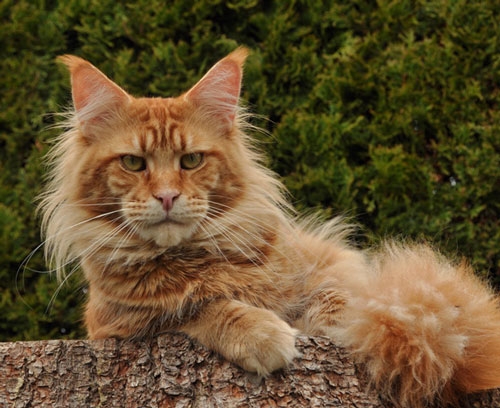 maine_coon_remember
