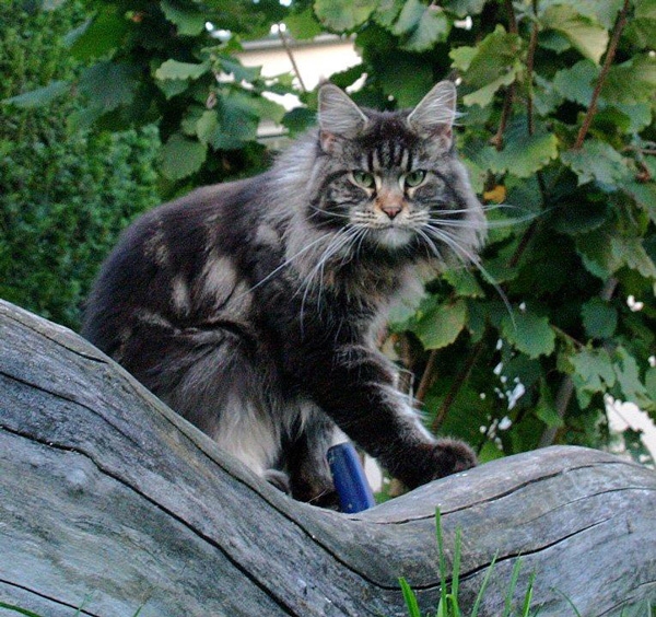 maine_coon_edda