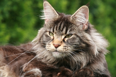 maine_coon_edda