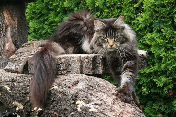 maine_coon_edda