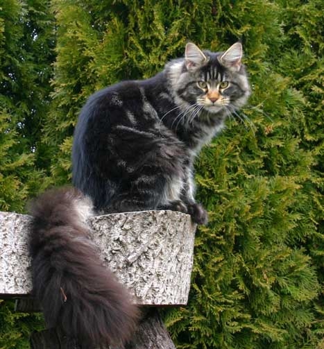 maine_coon_edda