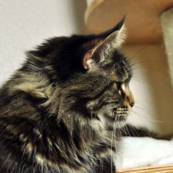 maine_coon_edda