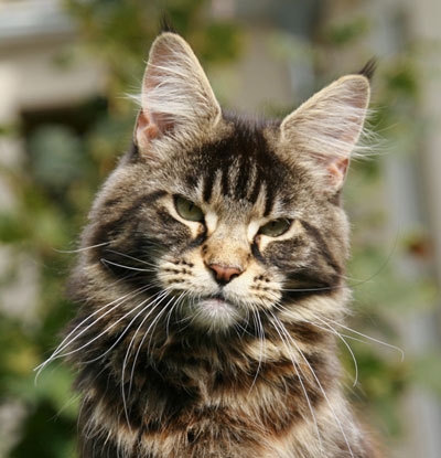 maine_coon_edda