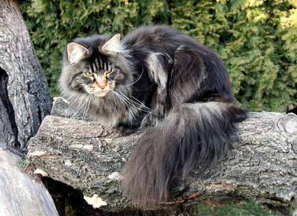 maine_coon_edda