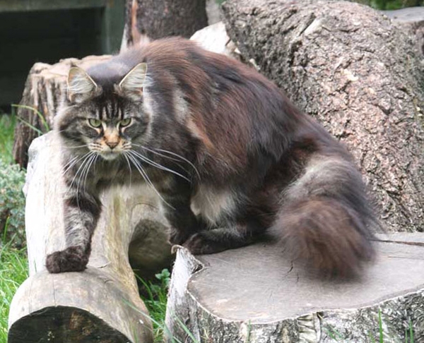 maine_coon_edda