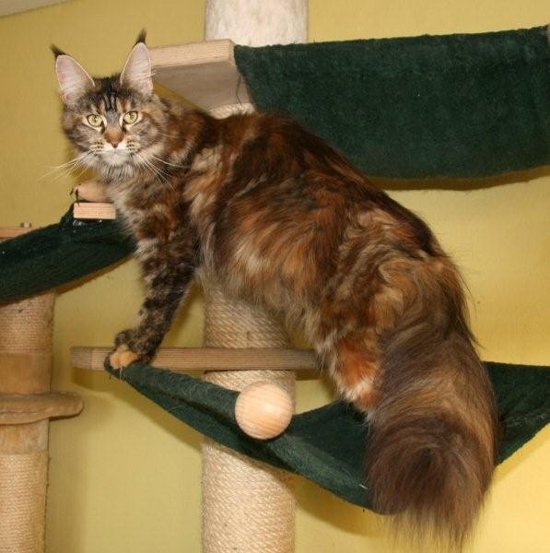 maine_coon_emely