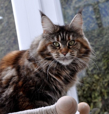 maine_coon_emely