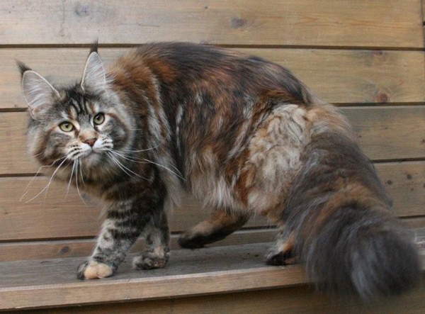 maine_coon_emely