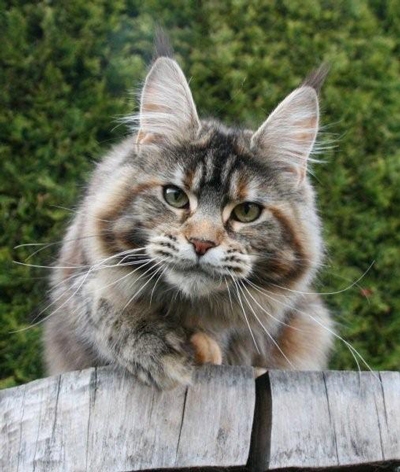 maine_coon_emely