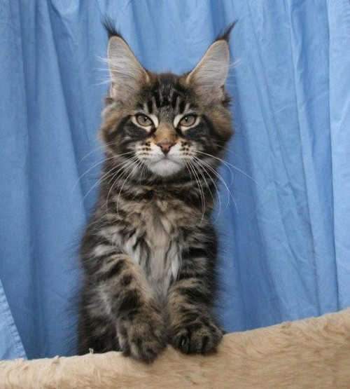 maine_coon_enzo