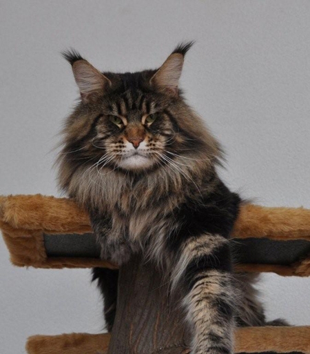 maine_coon_enzo