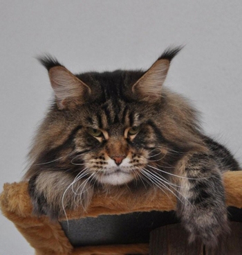 maine_coon_enzo
