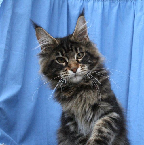 maine_coon_enzo