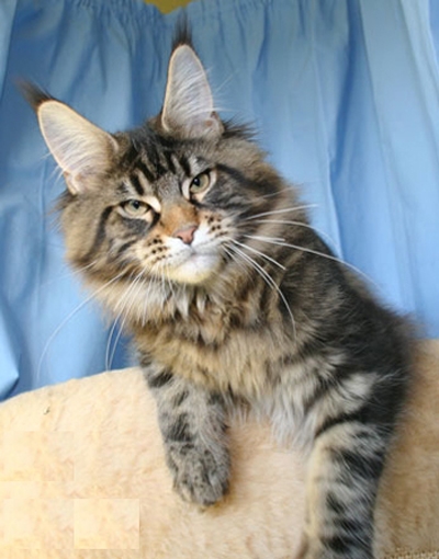 maine_coon_enzo