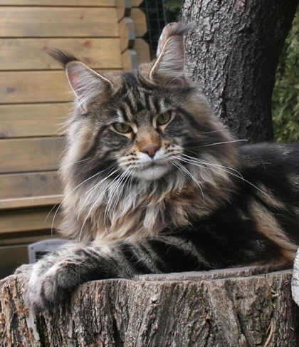 maine_coon_enzo