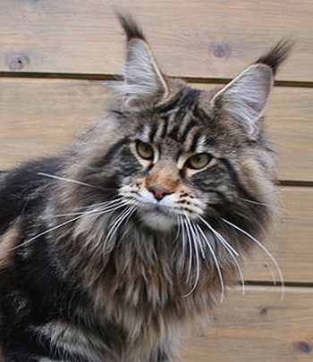 maine_coon_enzo