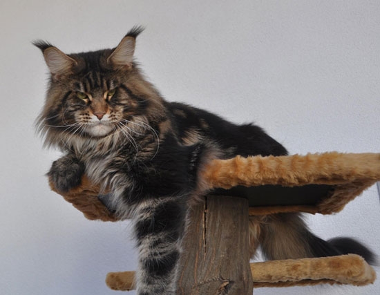 maine_coon_enzo