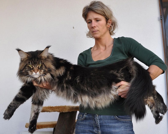 maine_coon_enzo