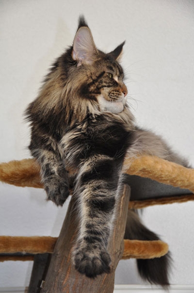 maine_coon_enzo