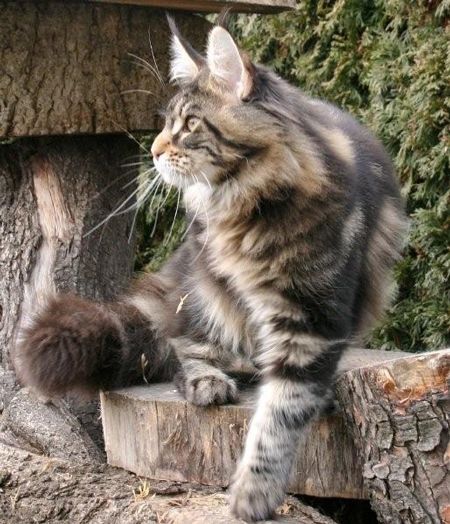 maine_coon_enzo