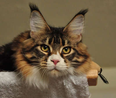 maine_coon_esprit