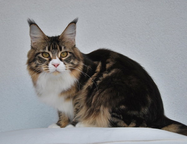 maine_coon_esprit