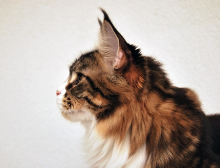 maine_coon_esprit