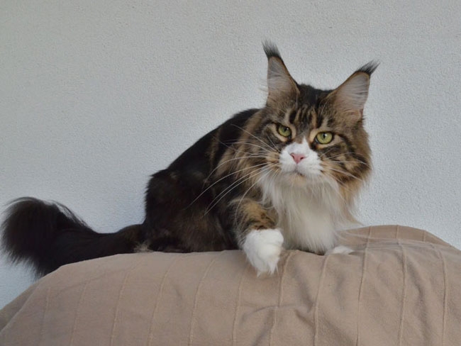 maine_coon_esprit