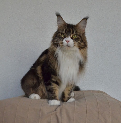 maine_coon_esprit