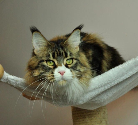 maine_coon_esprit