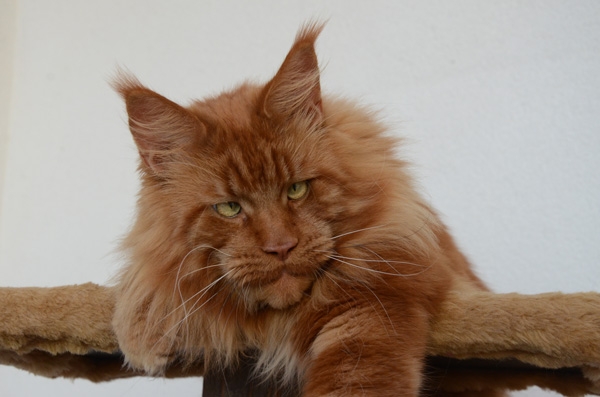 Winerau - White Luxury Faberge Maine Coon