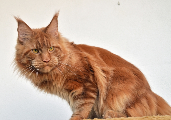 Winerau - White Luxury Faberge Maine Coon