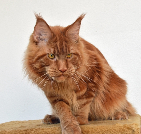 Winerau - White Luxury Faberge Maine Coon