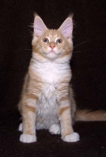 maine_coon_high_society