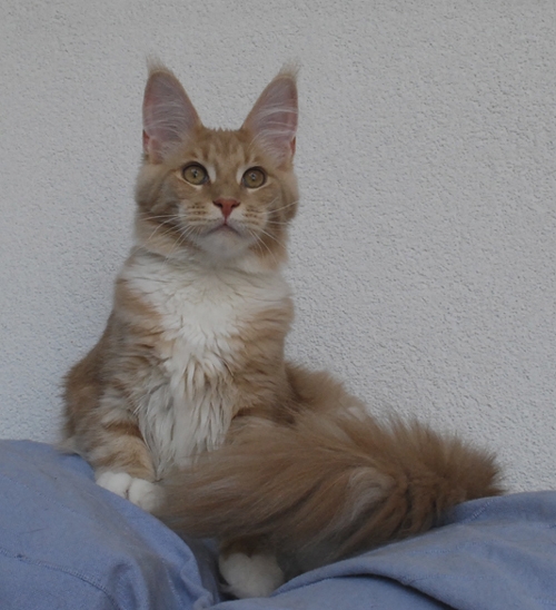 maine_coon_high_society