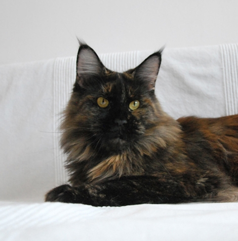 maine_coon_hope