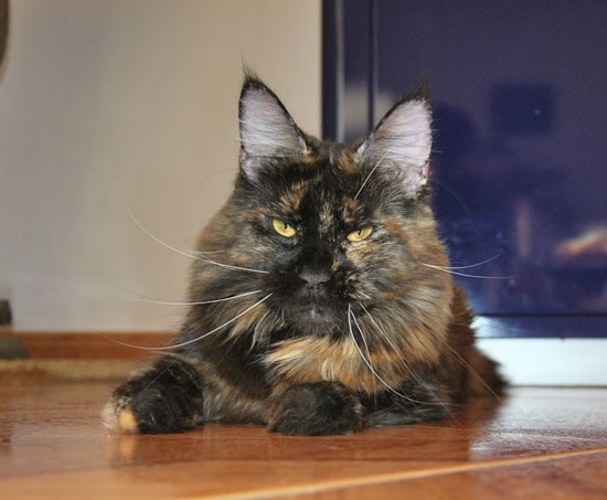 maine_coon_hope