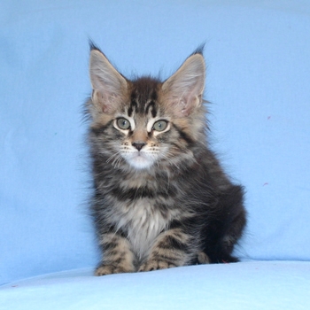 maine_coon_jamesdean