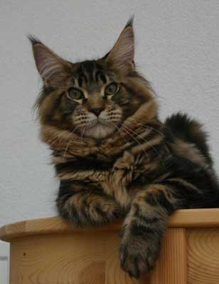 maine_coon_jamesdean