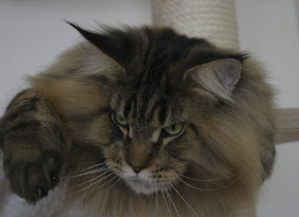 maine_coon_jamesdean