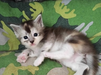 4 Wochen - 4 weeks Onlydream Lady Godiva Winerau
