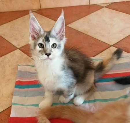 12 Wochen - 12 weeks Onlydream Lady Godiva Winerau